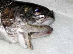 Une mutation de poissons à double machoire est apparue récemment sur les eaux cotières.