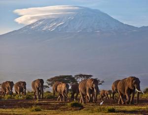 Mont Kilimandjaro 003