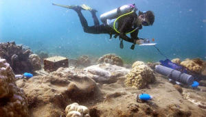  Récif malsain: Les données des dossiers Fabricius provenant d'instruments placés à côté des coraux dans les  larges évents de CO 2 près de l'île Dobu.