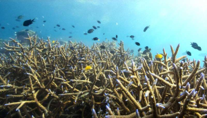  Récif sain: Les poissons nagent autour de coraux branchus au milieu d'un récif près de l'île vierge de Dobu, Papouasie-Nouvelle-Guinée.