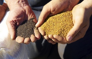 Les producteurs de maïs-grains biologiques du Québec connaissent de plus en plus de difficultés à livrer une récolte sans traces d’organismes génétiquement modifiés (OGM). 