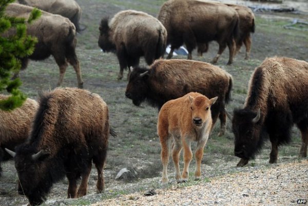 Toutes mes pensées vont  vers ces superbes Bisons du Parc de Yellowstone.Je leur souhaite de vivre le plus longtemps possible.