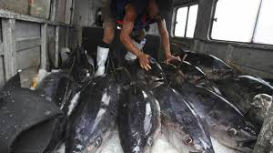 Les thons rapportés par les pêcheurs américains...sont tous irradiés....au minimum de 3 fois la dose normale.